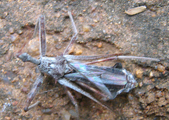 Nagusta
