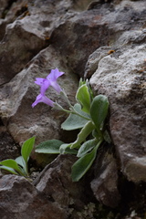 Primula albenensis