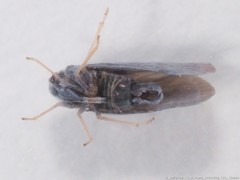 Cedusa mallochi
