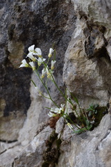 Arabis pumila