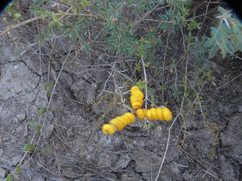 Prosopis reptans Benth. 2