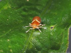 Pissonotus binotatus