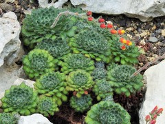 Echeveria setosa ciliata