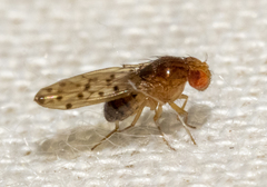 Drosophila guttifera
