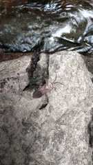 Acanthocephala alata