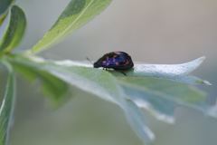 Chrysomela aeneicollis