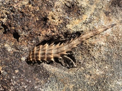 Oplurus cyclurus