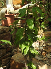 Pereskia stenantha
