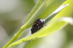 Chrysomela aeneicollis