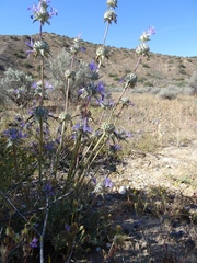 Salvia carduacea