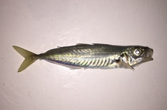 Decapterus punctatus