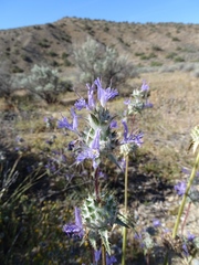 Salvia carduacea
