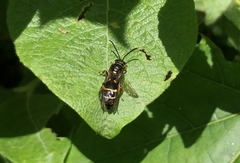 Argogorytes mystaceus