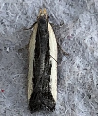 Dichomeris serrativittella