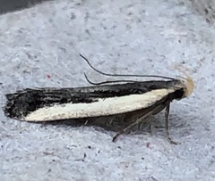 Dichomeris serrativittella