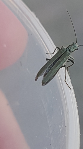 Oedemera lurida nuotrauka