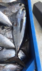 Thunnus atlanticus