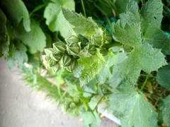 Malveae