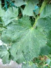 Malveae