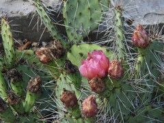 Opuntia