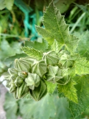 Malveae