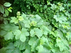 Malveae