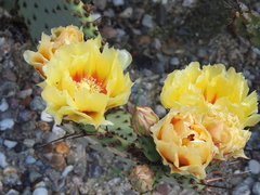 Opuntia