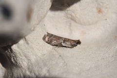 Acrobasis romanella