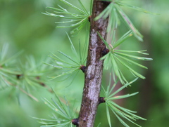 Ostamerikanische Lärche (Larix laricina): Herkunft und Verwendung — Foto 2