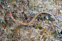 Cheeked Pipefish photo 3