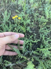 Tanacetum achilleifolium