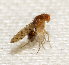 Drosophila guttifera