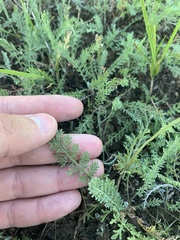 Tanacetum achilleifolium
