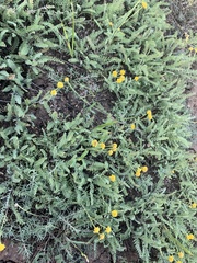Tanacetum achilleifolium