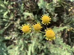 Tanacetum achilleifolium