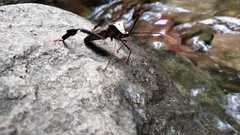 Acanthocephala alata