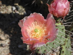 Opuntia