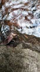 Acanthocephala alata