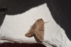 Condica viscosa