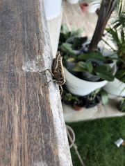 Schistocerca subspurcata