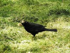 Turdus merula
