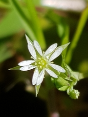 Stellaria alsine