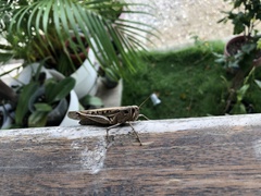 Schistocerca subspurcata