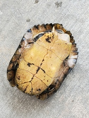 Trachemys scripta elegans image