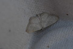 Idaea palaestinensis