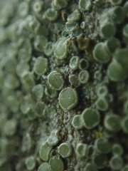 Lecanora pacifica