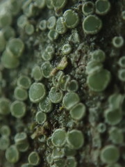 Lecanora pacifica