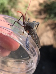 Anoplocnemis madagascariensis