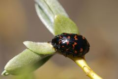 Chrysomela aeneicollis