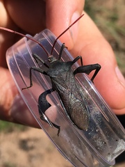 Anoplocnemis madagascariensis